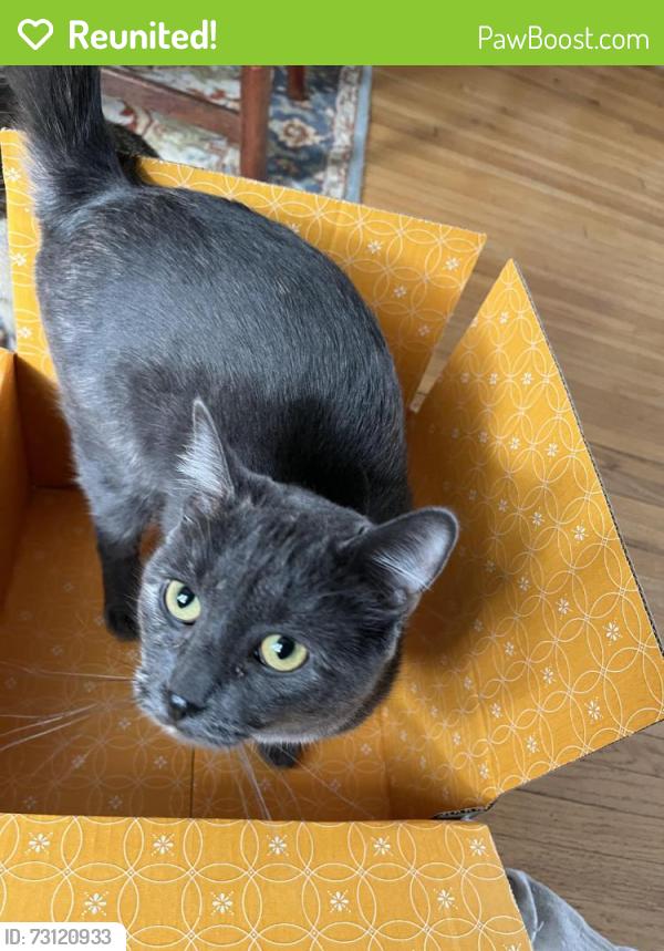 Reunited Female Cat last seen 43rd. Ave S and 44th St, Minneapolis, MN 55406