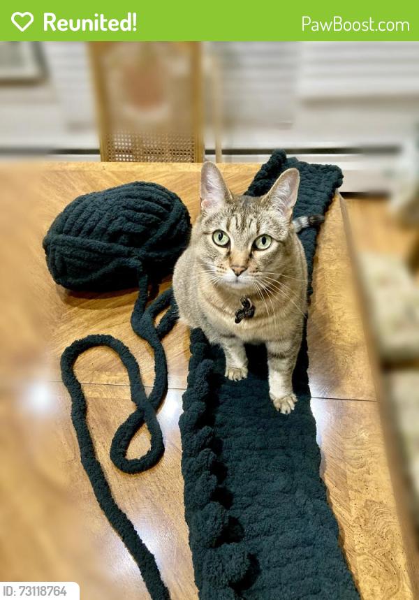 Reunited Female Cat last seen Bedford and Darlington, Montréal, QC H3S 1G1
