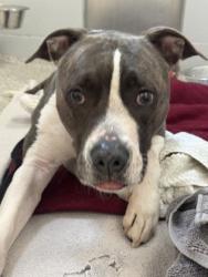 Shelter Stray Male Dog last seen Near 2nd St., 21225, MD, 301 Stockholm St, Baltimore, MD 21230, USA