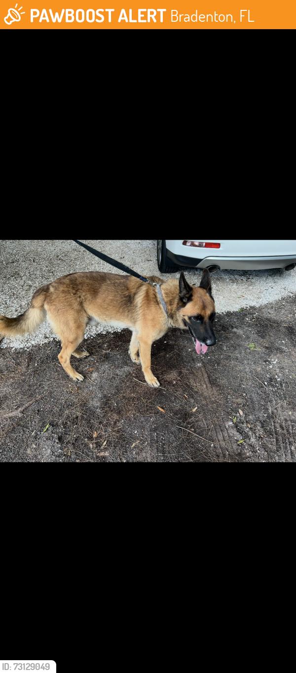 Found/Stray Male Dog last seen 44th Ave E and 301, Bradenton, FL 34208
