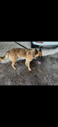 Found/Stray Male Dog last seen 44th Ave E and 301, Bradenton, FL 34208