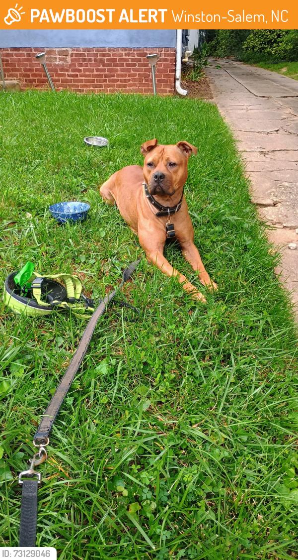 Found/Stray Female Dog last seen Maplewood/Coventry intersection, Winston-Salem, NC 27103