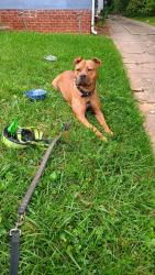 Found/Stray Female Dog last seen Maplewood/Coventry intersection, Winston-Salem, NC 27103