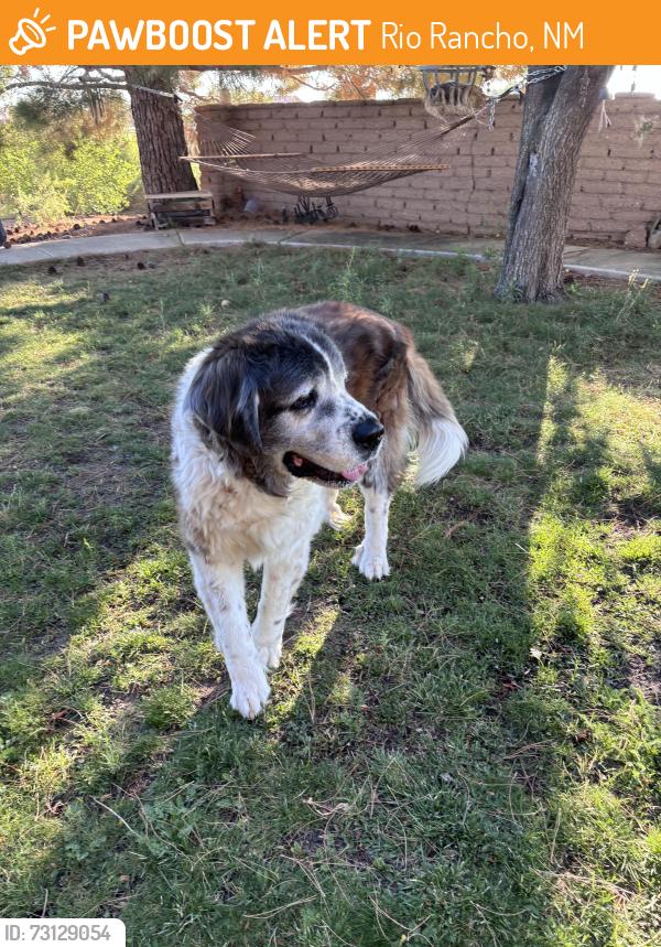 Found/Stray Female Dog last seen Saratoga Rd, Rio Rancho, NM 87144