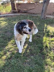 Found/Stray Female Dog last seen Saratoga Rd, Rio Rancho, NM 87144