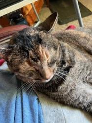 Reunited Female Cat last seen County Road F and Rice Street, Shoreview, MN 55126