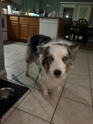 Found/Stray Female Dog last seen dollar general on spring hill drive, Spring Hill, FL 34606
