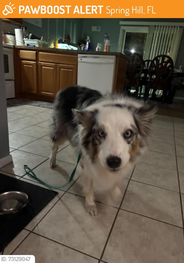 Found/Stray Female Dog last seen dollar general on spring hill drive, Spring Hill, FL 34606
