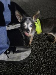 Reunited Male Dog last seen Brushy Point St/New Territories, San Antonio, TX 78250