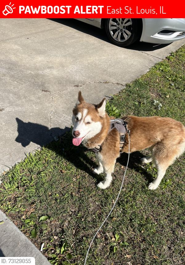 Lost Female Dog last seen Caseyville Ave and Bunkum Rd, East St. Louis, IL 62204