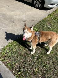 Lost Female Dog last seen Caseyville Ave and Bunkum Rd, East St. Louis, IL 62204