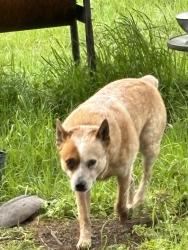 Lost Male Dog last seen Hwy 21 hwy 71, Paige, TX 78659