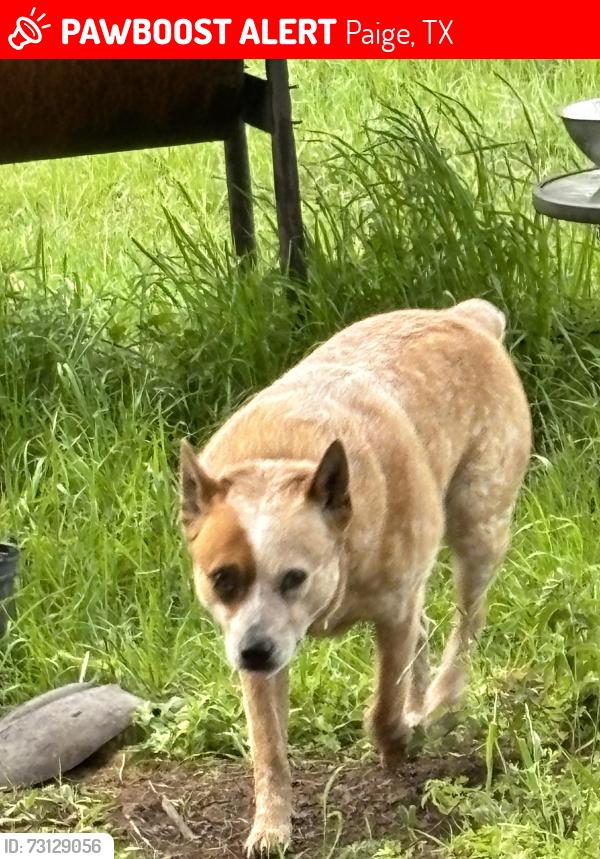 Lost Male Dog last seen Hwy 21 hwy 71, Paige, TX 78659
