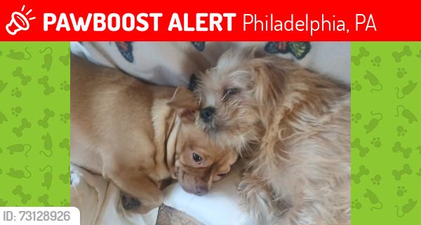 Lost Male Dog last seen 7-11 on South 23rd, the dog park on Snyder & 24th, the, Philadelphia, PA 19103