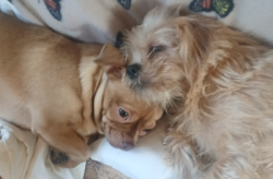 Lost Male Dog last seen 7-11 on South 23rd, the dog park on Snyder & 24th, the, Philadelphia, PA 19103