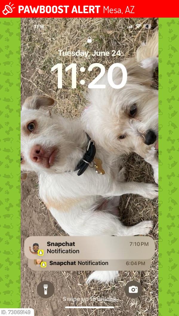 Lost Male Dog last seen Near w 13th dr, Mesa, AZ 85201