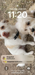 Lost Male Dog last seen Near w 13th dr, Mesa, AZ 85201