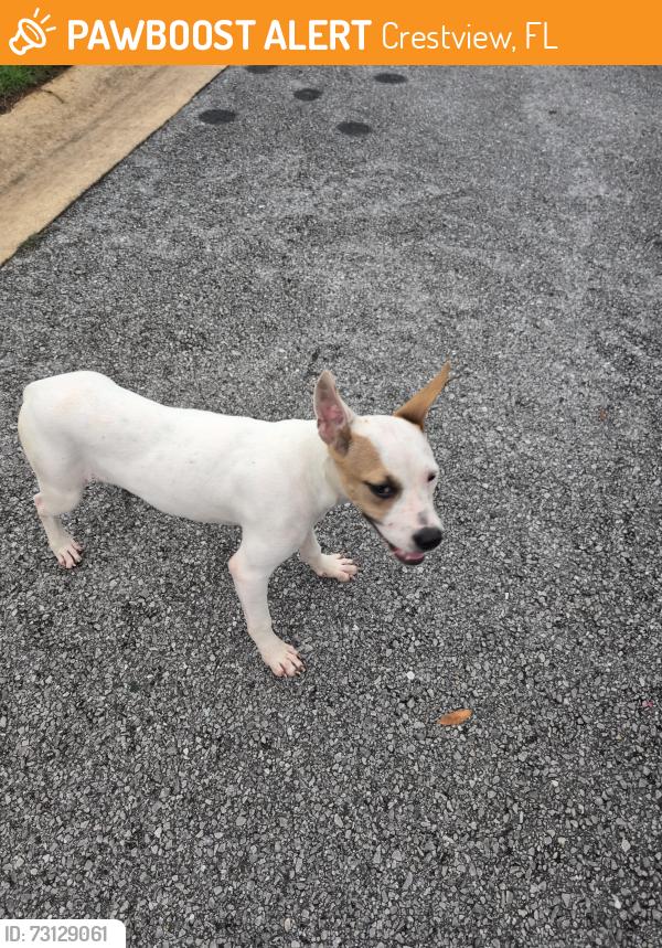 Found/Stray Female Dog last seen hosp dr, Crestview, FL 32539