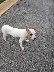Found/Stray Female Dog last seen hosp dr, Crestview, FL 32539