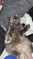 Reunited Male Cat last seen 37th Ave 38th street, Evans, CO 80620