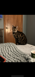 Reunited Male Cat last seen 22/gratiot, New Baltimore, MI 48051
