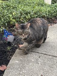Found/Stray Unknown Cat last seen Shoal creek, Hilliard, OH 43026