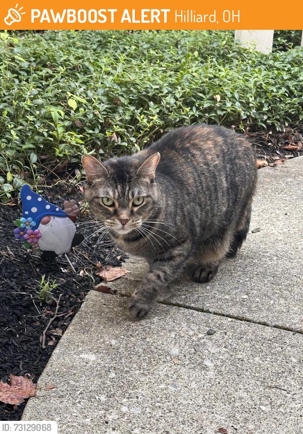 Found/Stray Unknown Cat last seen Shoal creek, Hilliard, OH 43026