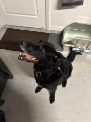 Reunited Male Dog last seen Hancock Rd. And Hartwood Marsh, Clermont, FL 34711