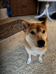 Found/Stray Unknown Dog last seen 62nd st and 112th street, Summit View, WA 98373