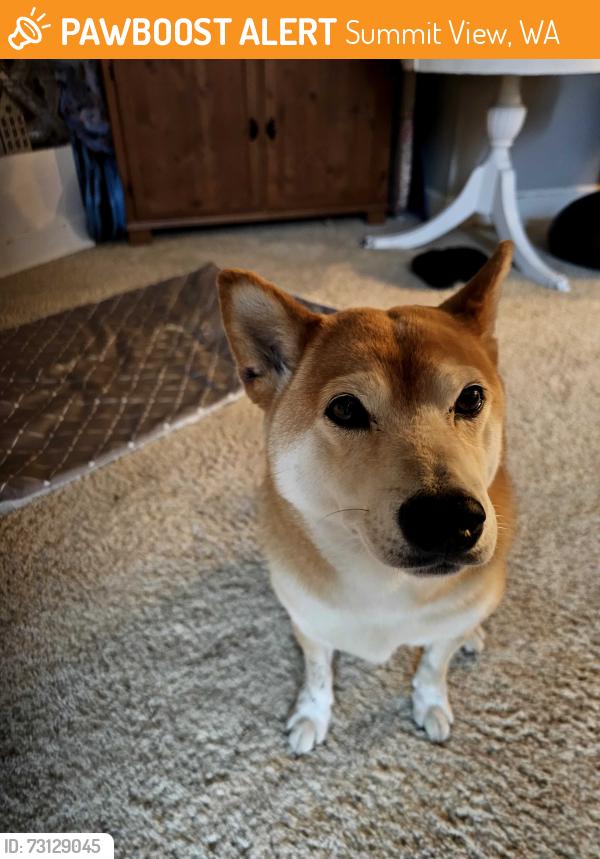 Found/Stray Unknown Dog last seen 62nd st and 112th street, Summit View, WA 98373