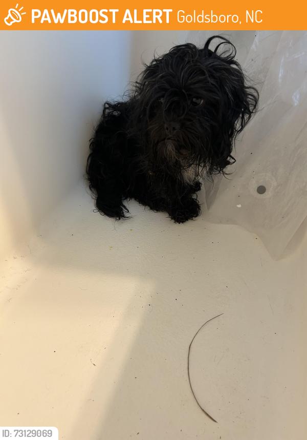 Found/Stray Male Dog last seen Stoney creek church rd, Goldsboro, NC 27534