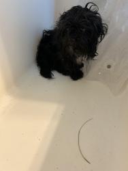 Found/Stray Male Dog last seen Stoney creek church rd, Goldsboro, NC 27534