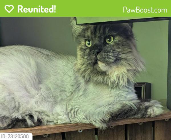 Reunited Female Cat last seen Pinehurst Ln, Neenah, WI 54956, USA, Neenah, WI 54956