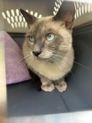 Shelter Stray Female Cat last seen Near Cardini Place, VIRGINIA BEACH, VA, 23453, 341 S Birdneck Rd, Virginia Beach, VA 23451, USA