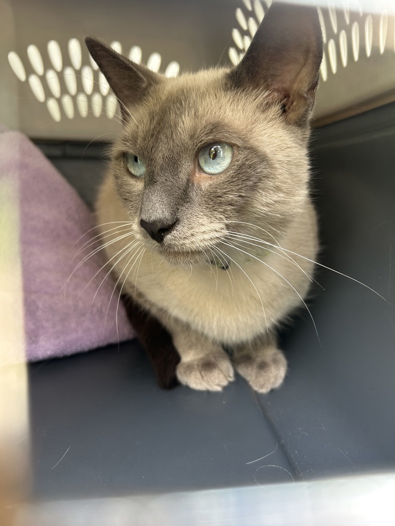 Shelter Stray Female Cat last seen Near Cardini Place, VIRGINIA BEACH, VA, 23453, 341 S Birdneck Rd, Virginia Beach, VA 23451, USA