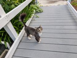Reunited Unknown Cat last seen 11th St N, Jacksonville Beach, FL 32250, USA, Jacksonville Beach, FL 32250
