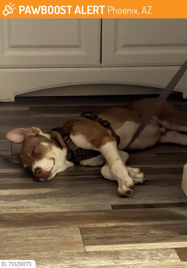 Found/Stray Male Dog last seen W indian school rd, Phoenix, AZ 85013