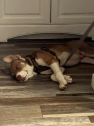 Found/Stray Male Dog last seen W indian school rd, Phoenix, AZ 85013