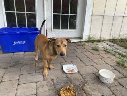 Reunited Male Dog last seen Bowden Road and Tiger Hole, Jacksonville, FL 32216