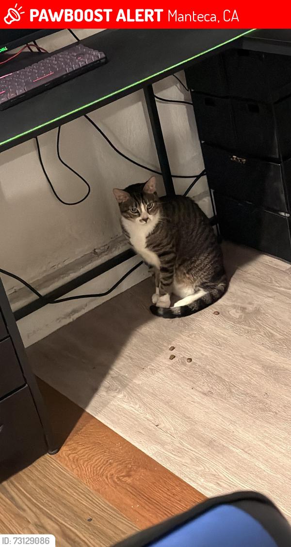 Lost Male Cat last seen Near gold st manteca, Manteca, CA 95336