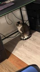 Lost Male Cat last seen Near gold st manteca, Manteca, CA 95336