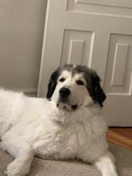 Reunited Female Dog last seen Near 25th St Detroit MI, Detroit, MI 48216