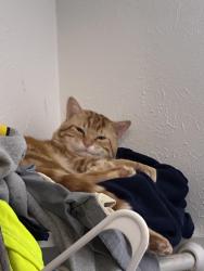 Lost Male Cat last seen Near Beltline Rd., Garland, TX 75044