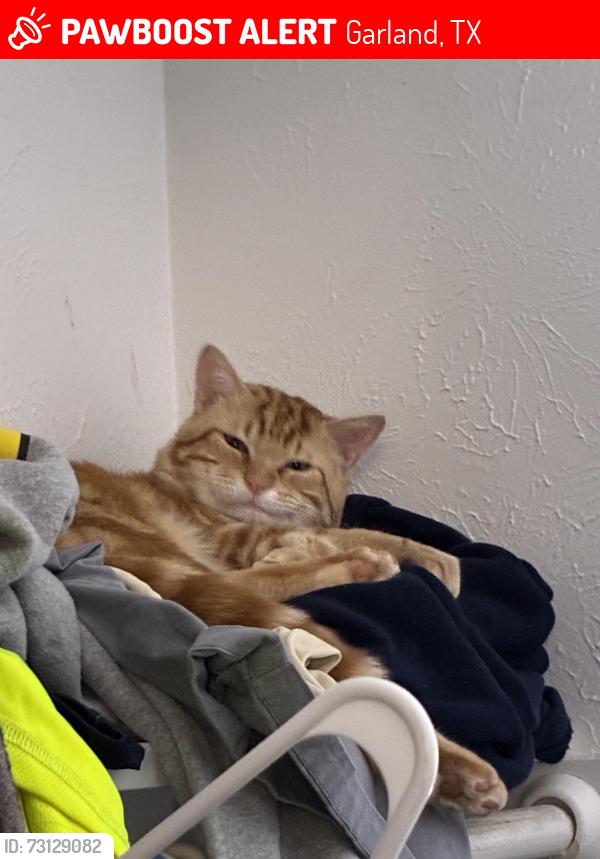 Lost Male Cat last seen Near Beltline Rd., Garland, TX 75044