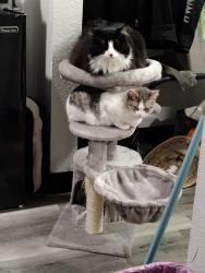 Lost Female Cat last seen Motel 6, Seattle, WA 98188