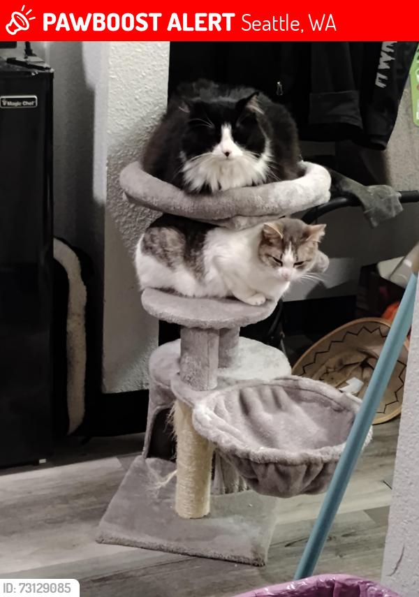 Lost Female Cat last seen Motel 6, Seattle, WA 98188