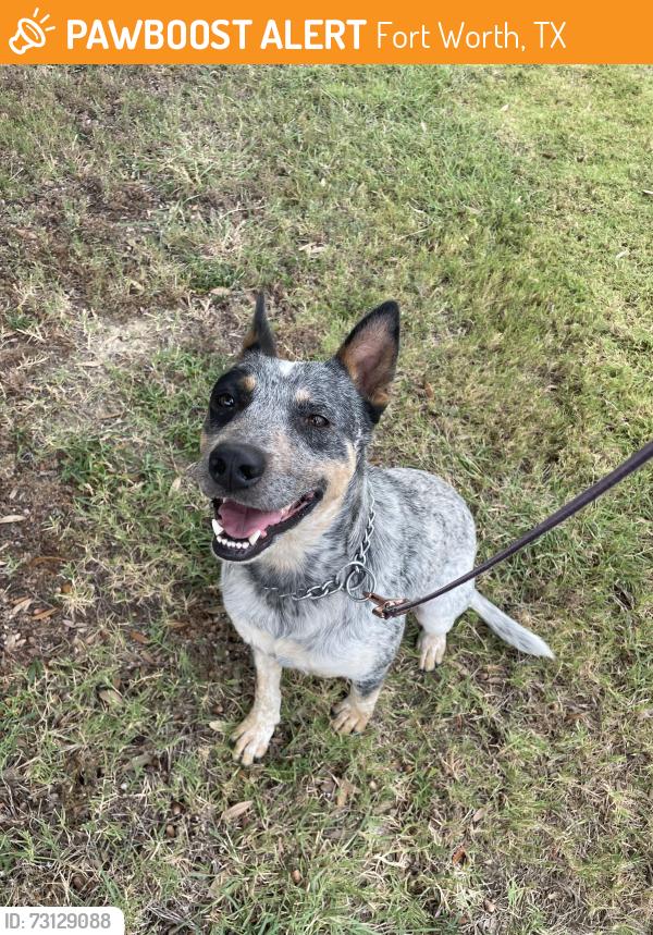 Found/Stray Male Dog last seen Terrace Landing, Fort Worth, TX 76179