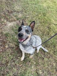 Found/Stray Male Dog last seen Terrace Landing, Fort Worth, TX 76179