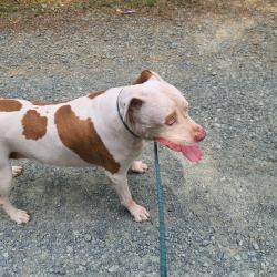 Reunited Male Dog last seen Bass Mountain Rd, Snow Camp, NC 27349