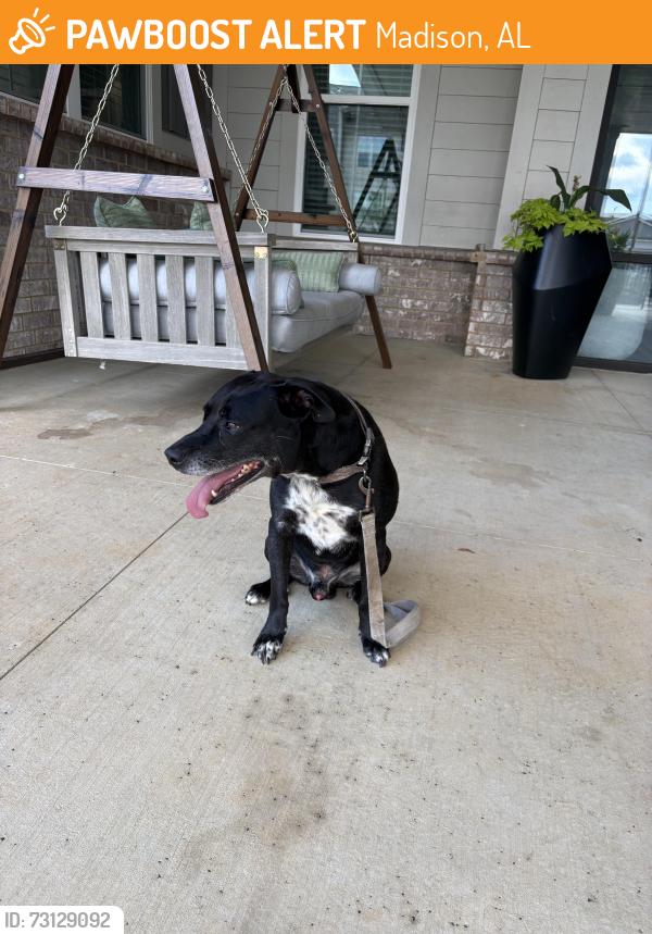 Found/Stray Male Dog last seen Near Highlands Church, Madison, AL 35757